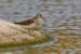 1-Bécasseau de Temminck | Calidris temminckii | Temminck&rsquo;s Stint